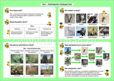\"Лес и его обитатели\", Окружающий мир 2 класс ч.2, с.40-80, Школа XXI век.  - YouTube