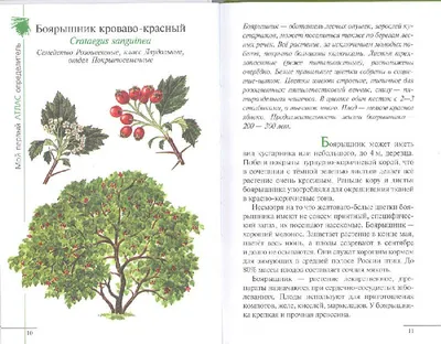 Травянистые растения нашего леса (Большое количество фото) - treepics.ru