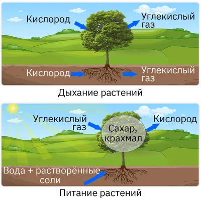 Природные зоны. Лес. Растения леса.» 4 класс Залесская Ирина Валерьевна  учитель начальных классов СОШ № 5 г. Караганды, Казахс - скачать презентацию