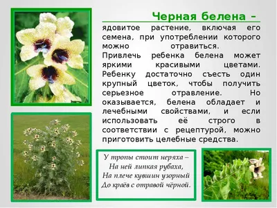 5—1. Экологические группы растений по отношению к световому режиму среды  обитания: Гелиофиты (светолюбивые растения)