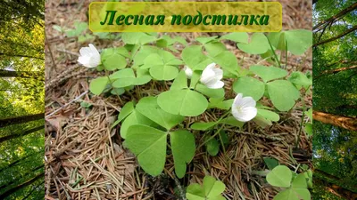 Мастер-класс по рисованию «Осенний лес» для старших дошкольников в  нетрадиционной технике с использованием штампов (11 фото). Воспитателям  детских садов, школьным учителям и педагогам - Маам.ру