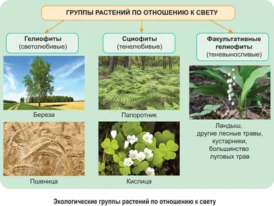 Презентация по окружающему миру \"ЖИЗНЬ ЛЕСА. ЛЕС – ПРИРОДНОЕ СООБЩЕСТВО\"