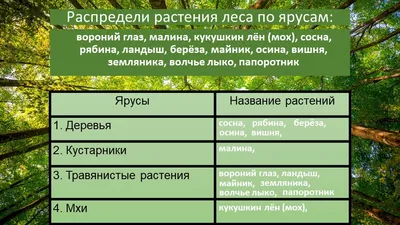 Растения и животные леса (4 класс) - Презентации по окружающему миру