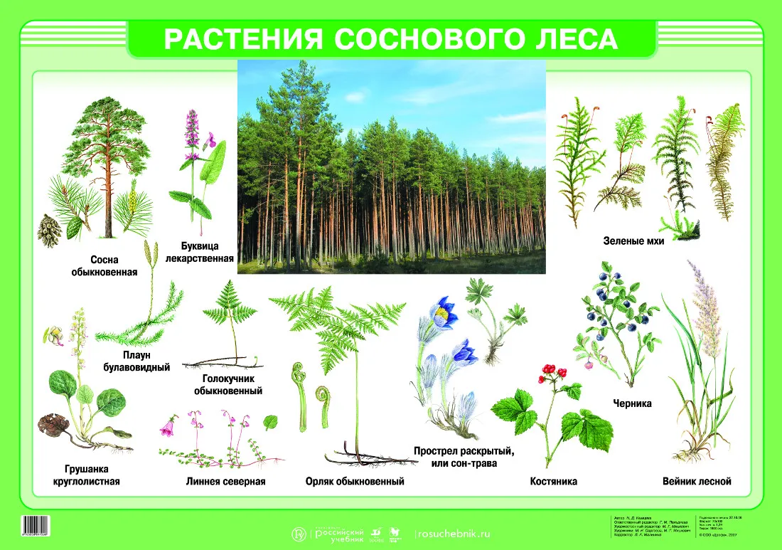 Растения леса 5 класс биология