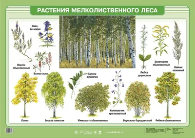 Растения мелколиственного леса | Family day care, Landscape, Cactus plants