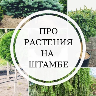 Сосна Грин Твист ( штамб ): купить по цене с доставкой по Москве -  интернет-магазин Green Dvorik