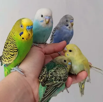 Цвета волнистых попугаев (30 фото) | Детеныши животных, Фотографии  животных, Красивые птицы
