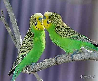 Расцветки волнистых попугаев - 78 фото