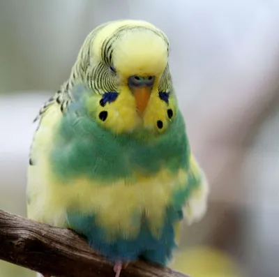 Волнистые попугаи [Иммануэль Бирмелин] (fb2) читать онлайн | КулЛиб  электронная библиотека