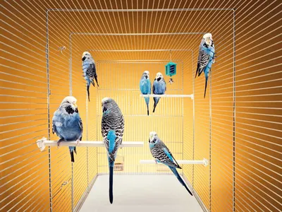 Цвета волнистых попугаев (30 фото) | Pet birds, Budgie parakeet, Parakeet
