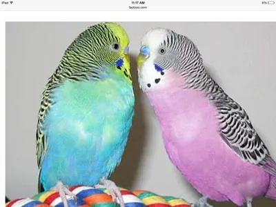 Выставочный волнистый попугай (Чех) - «Милейшие пуховички, наглядные  фото-сравнения чеха и волнистого попугая внутри+много фото моих птичек» |  отзывы