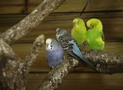Какого окраса ваши попугаи и какого у них получились птенцы? - Стр. 43 -  Форумы о попугаях