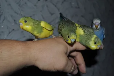 Окрасы волнистых попугаев - 47 фото