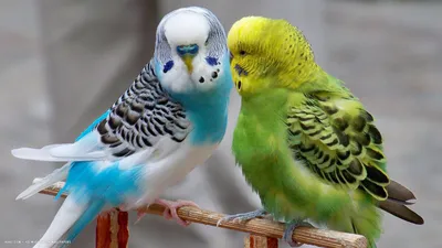 Все, что нужно знать о голубых волнистых попугаях