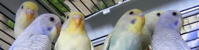 Основные окрасы волнистых попугаев | Птица дома | Дзен