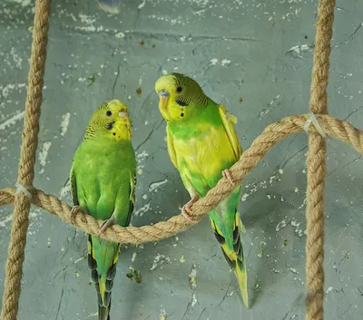 Виды окрасов волнистых попугаев: мутации, редкие окрасы
