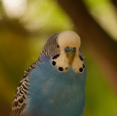 Волнистые попугаи. Райнер Ниманн - «Все, что нужно знать любителям волнистых  попугаев» | отзывы