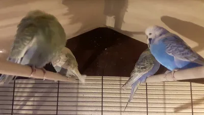 Радужные волнистые попугаи птенцы в Калуге