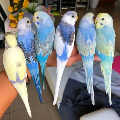 Расцветки волнистых попугаев - картинки и фото poknok.art