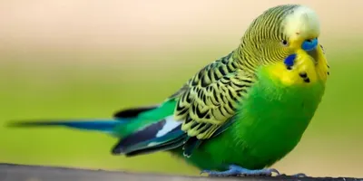 Разноцветные попугаи - 80 фото