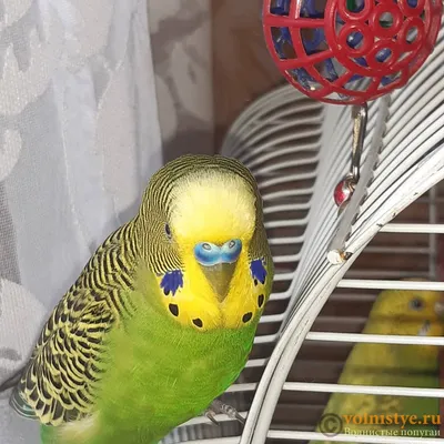 Отзыв о Волнистый попугай | Красивые общительные птички)