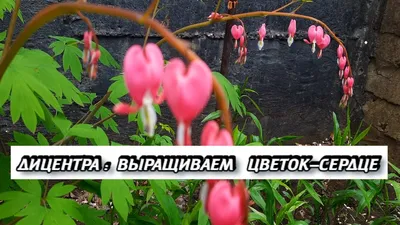 Дицентра великолепная купить в blumgarden.ru