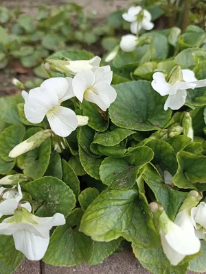 🌱 Дицентра (разбитое сердце) великолепная по цене от 550 руб: саженцы,  рассада, крупномеры - купить в Москве с доставкой - интернет-магазин Все  Сорта