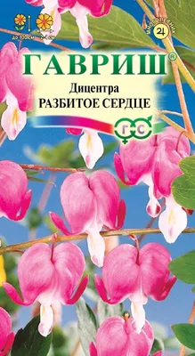 Дицентра - разбитое сердце. Украсит Ваш участок! | Sovetчик | Дзен