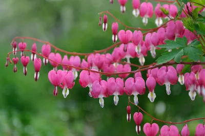 Дицентра великолепная (Dicentra spectabilis) | BOTSAD.BY