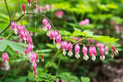 Саженцы Dicentra White(разбитое сердце) (ID#33496369), цена: 84 ₴, купить  на Prom.ua