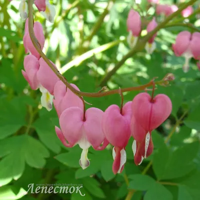 Дицентра великолепная (D. spectabilis) - «ღ Разбитое сердце помогает найти  любовь! Самый романтический цветок из моего сада, дицентра великолепная ღ !  Фото, легенды и мой личный опыт.» | отзывы