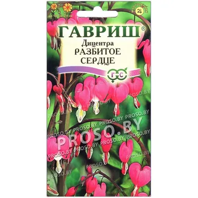 Цветок разбитое сердце, посадка и уход. Выращивание цветка разбитое сердце  на дачном участке