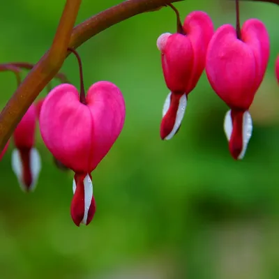 Дицентра, цветок сердца или Разбитое сердце, это пышное растение украсит  любой уголок сада | САД | Дзен