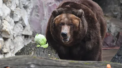 Разъяренный медведь напал на рабочих в Якутии