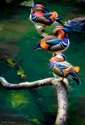 Разноцветные птицы фото фото