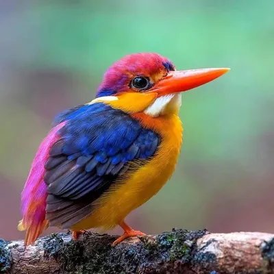 19 расписных птиц неземной красоты, о существовании которых вы даже не  знали | Espécies de aves, Pássaros coloridos, Pássaros