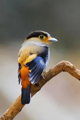красивые разноцветные птицы на ветке Стоковое Фото - изображение  насчитывающей биографической, зеленый: 212705806