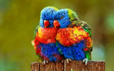 разноцветные птицы Stock Photo | Adobe Stock