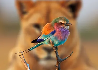 Разноцветная птица с длинным хвостом - 64 фото