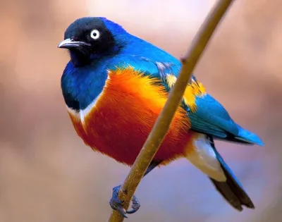 Скачать обои разноцветные, птицы, попугай, радужный лорикет, colorful  разрешение 3600x2700 #62362