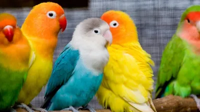 Птицы Яркие разноцветные маленькие …» — создано в Шедевруме