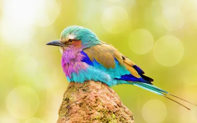 Пять разноцветных мультфильм птиц на белом фоне Stock-Vektorgrafik | Adobe  Stock