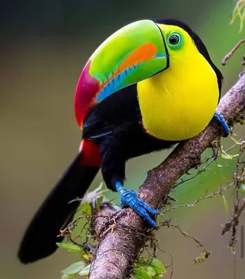 Красивые цветные птицы (41 фото) - красивые фото и картинки pofoto.club