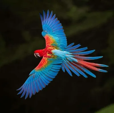 Разноцветные птицы, обитающие в раю, изолированные от белых Стоковое Фото -  изображение насчитывающей консервация, фауна: 164619328