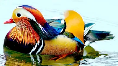 Разноцветные птицы на кормушке - онлайн-пазл