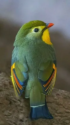 красивые разноцветные птицы на ветке Стоковое Изображение - изображение  насчитывающей красивейшее, красно: 212705625