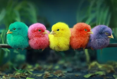Яркие разноцветные птицы - 71 фото
