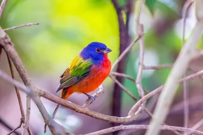 Разноцветные птицы. Бесшовный узор. Акварель (7) - Ozero - российский  фотосток