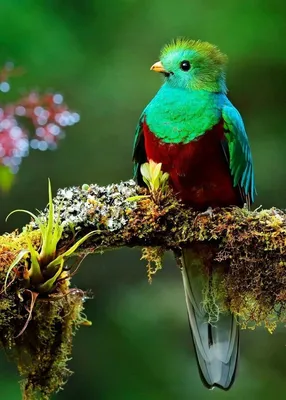 Фотоскатерть Разноцветные птицы