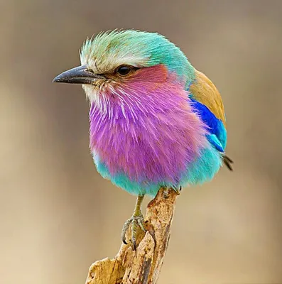 Тарелка с принтом - Разноцветные птицы - Smax.ru